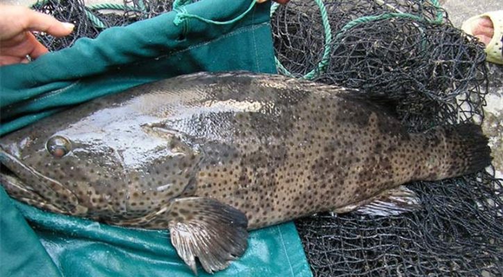 Cá Song Bao Nhiêu Tiền 1kg