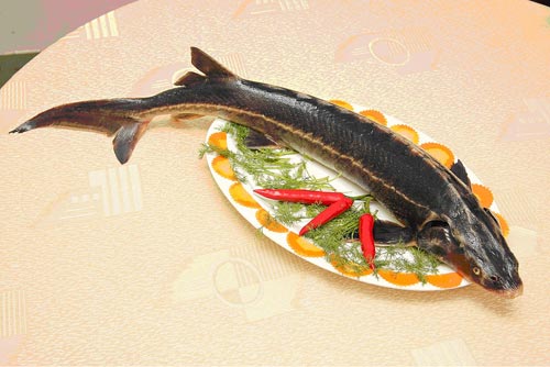 Cá Tầm Bao Nhiêu 1 Kg