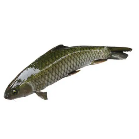 Cá Trắm Đen Giá Bao Nhiêu