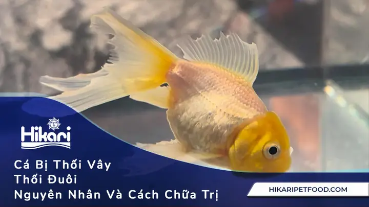 Cá Bị Thối Vây