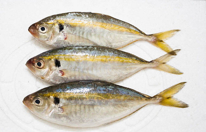 Cá Chỉ Vàng Sống