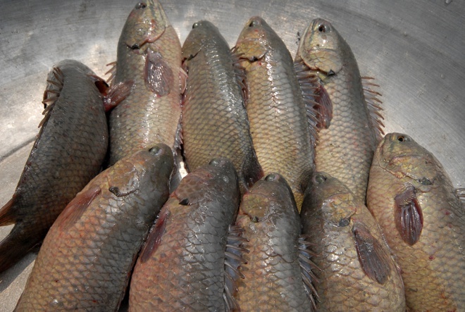 Cá Rô Đầu Vuông