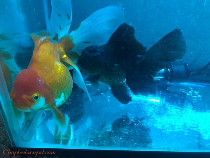 Cá Bị Nấm Trắng