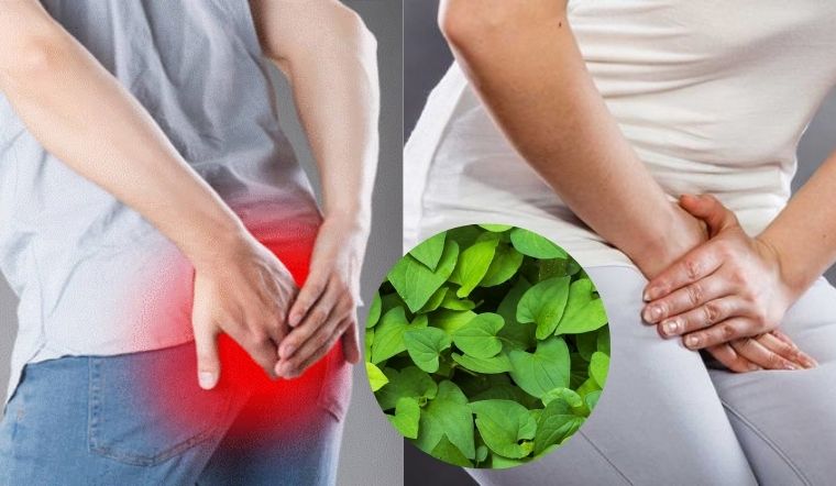 Rau Diếp Cá Trị Trĩ