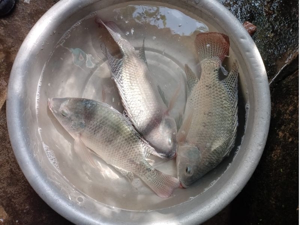 Cách Ủ Cám Ngô Chua Câu Cá