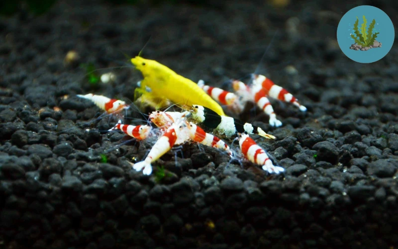 Cá Cảnh Nước Ngọt