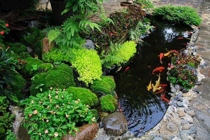 Tính Thể Tích Hồ Cá