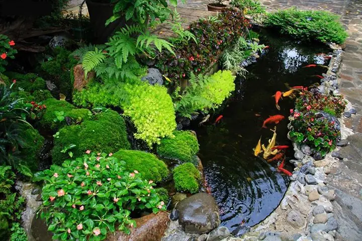 Tính Thể Tích Hồ Cá