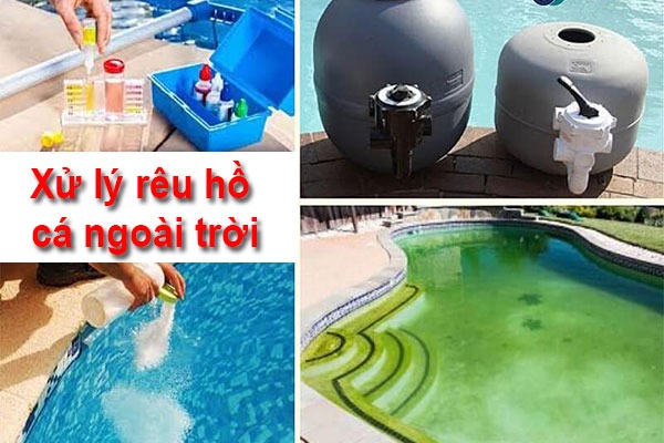 Xử Lý Rêu Hồ Cá Ngoài Trời