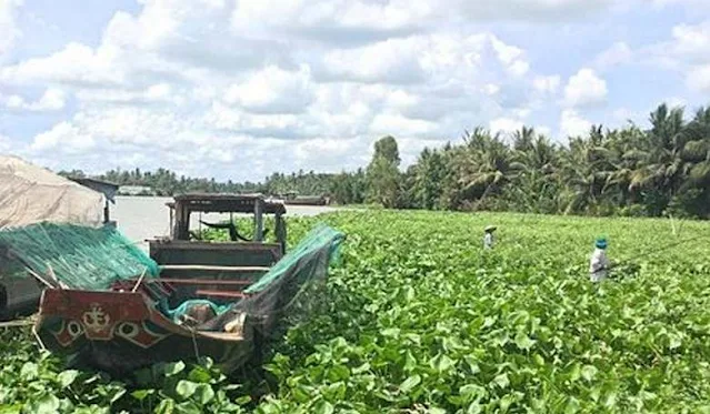 Cách Câu Cá Rói Sông