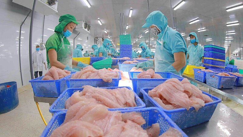 Chế Biến Cá Tra Xuất Khẩu