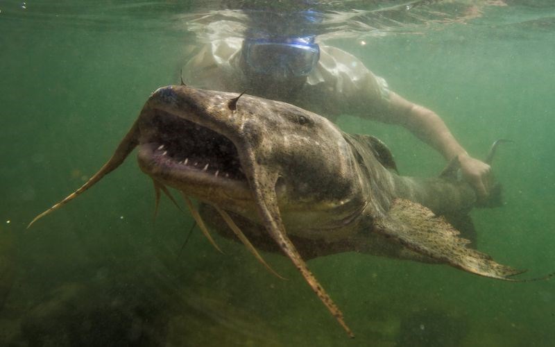 Giá Cá Chiên Sông Đà