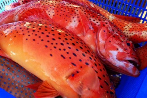 Cá Song Bao Nhiêu Tiền 1kg