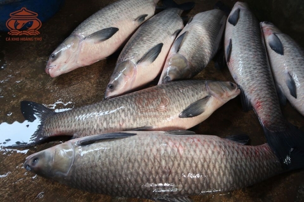 Cá Trắm Đen Giá Bao Nhiêu