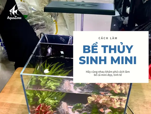 Bể Cá Cảnh Mini Đẹp