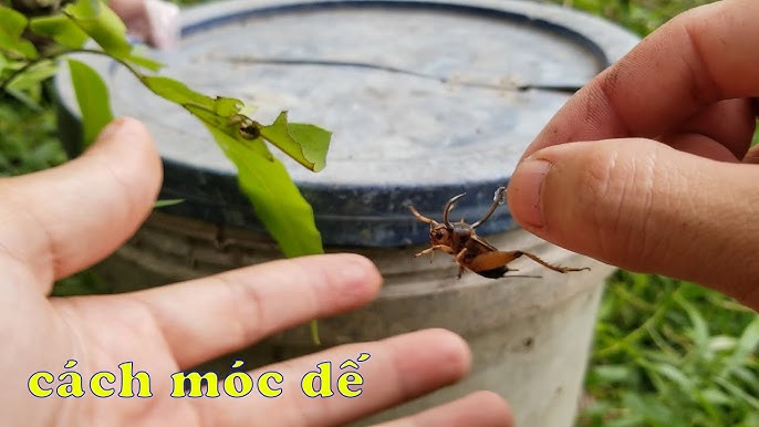 Cách Móc Dế Câu Cá