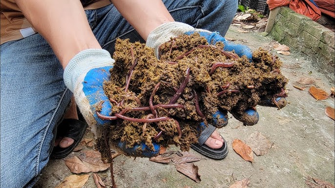 Cách Nuôi Giun Đất Câu Cá