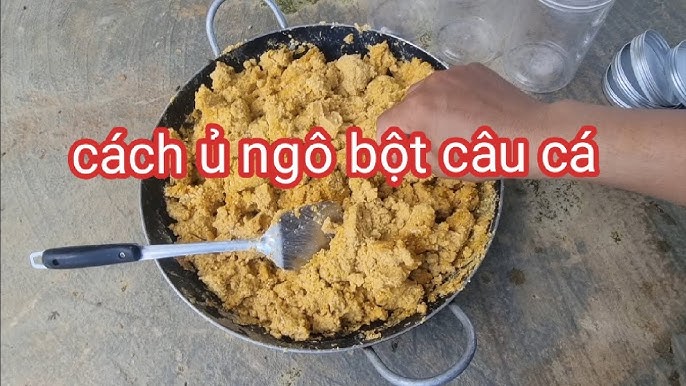 Cách Ủ Cám Ngô Chua Câu Cá