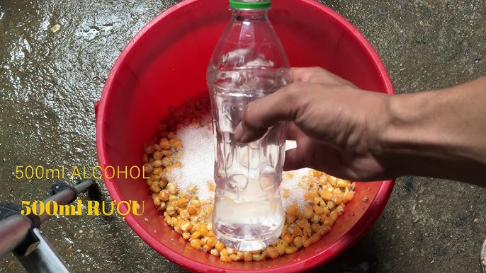 Cách Ủ Ngô Câu Cá