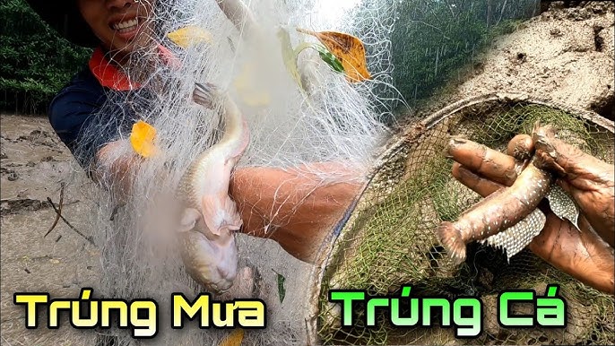 Cách Câu Cá Bống Sao