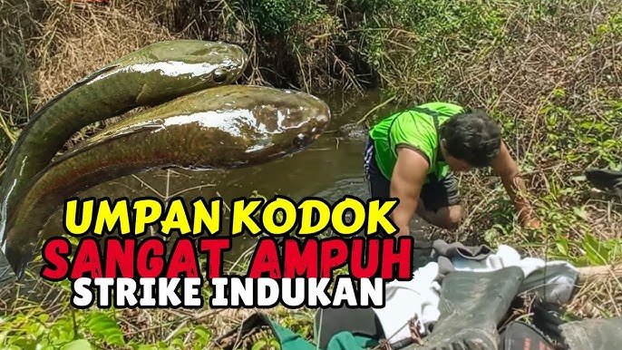 Cách Câu Cá Lóc Ban Đêm