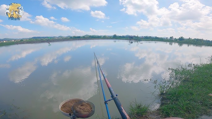 Cách Câu Cá Trắm Cỏ Ban Đêm