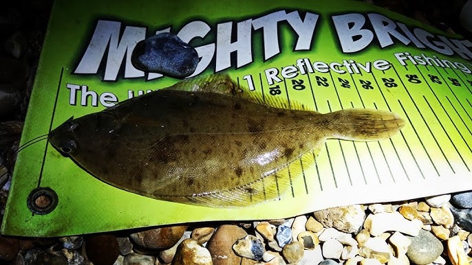 Câu Cá Biển Ban Đêm