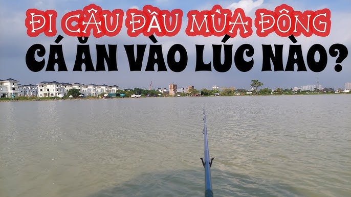 Kinh Nghiệm Câu Cá Đêm