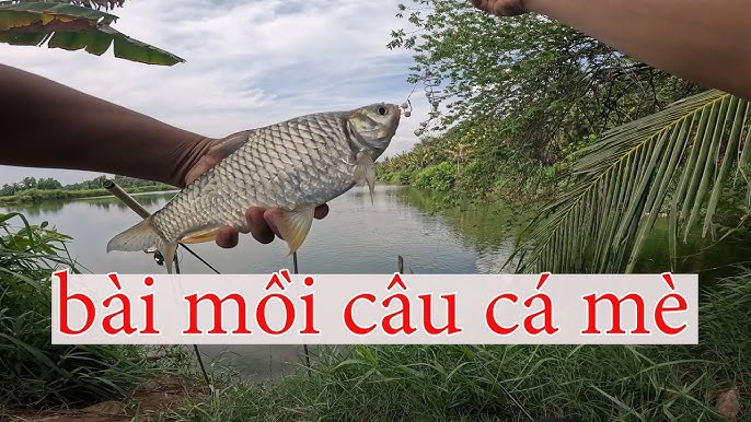 Bài Mồi Câu Cá Mè Vinh Sông