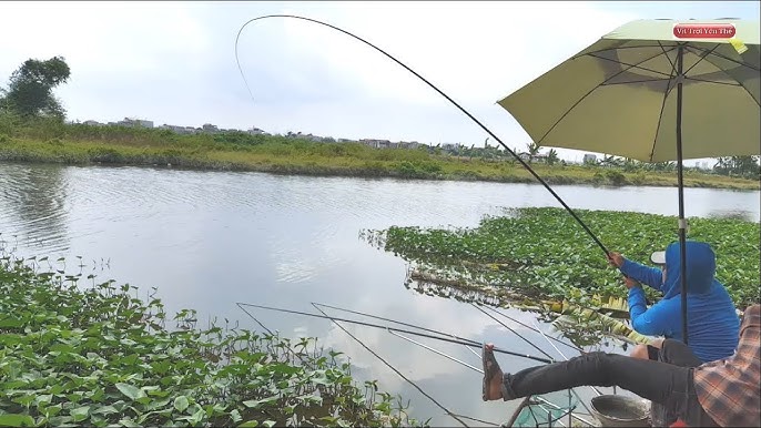 Câu Cá Chép Sông Tự Nhiên