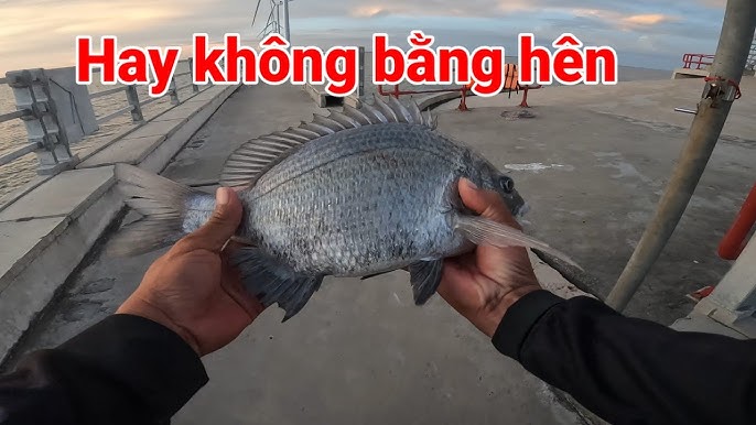 Câu Cá Ngoài Biển