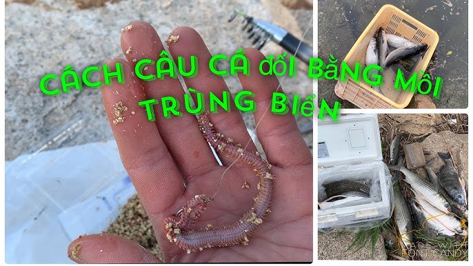 Các Loại Mồi Câu Cá Biển