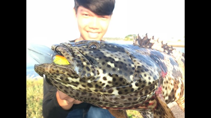 Cách Câu Cá Mú Biển