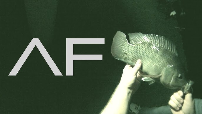 Câu Cá Rô Phi Ban Đêm