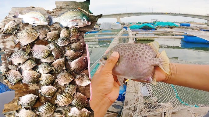 Mồi Câu Cá Nâu Biển