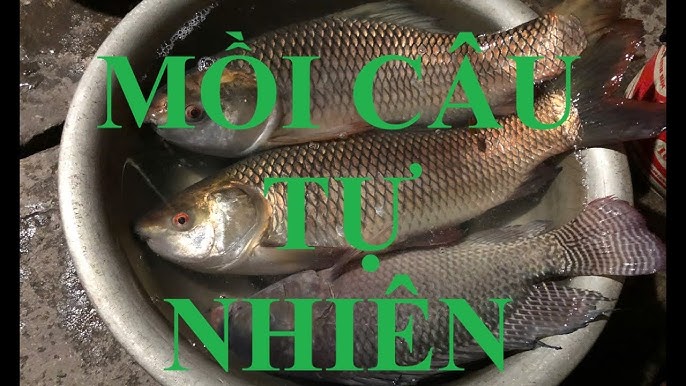 Câu Cá Dưới Sông