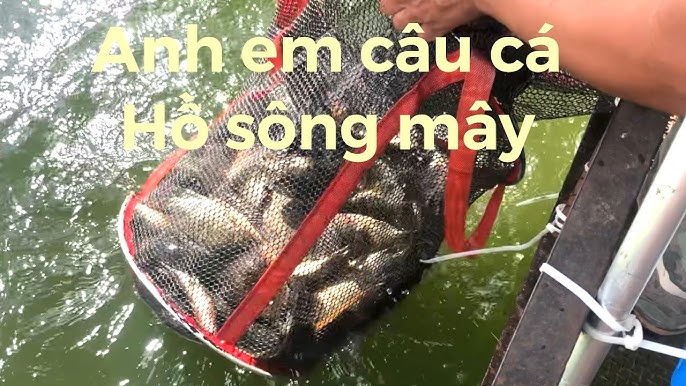 Câu Cá Sông Mây