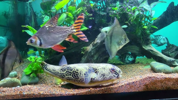 Cá Nóc Nước Ngọt