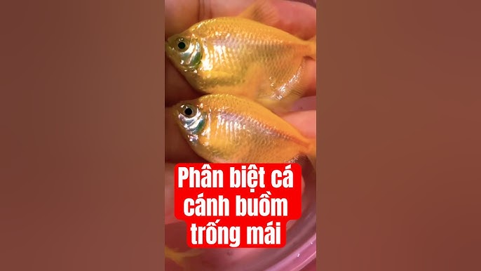 Cá Cánh Buồm