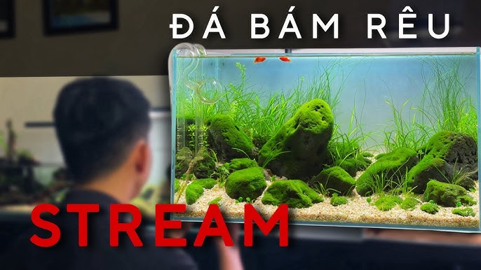 Bể Cá Để Bàn