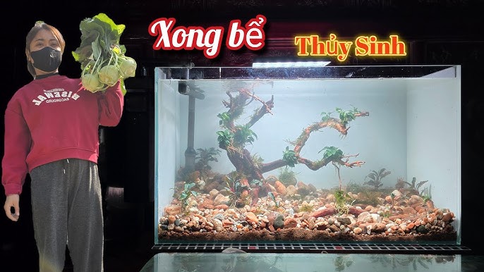 Bể Cá Thủy Sinh
