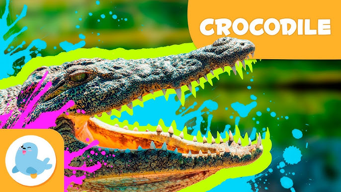 Đặc Điểm Của Cá Sấu