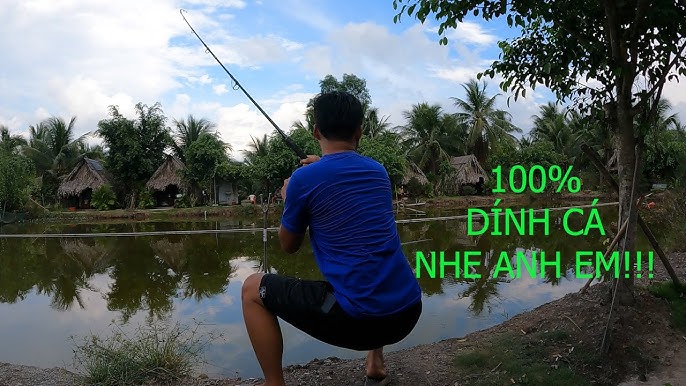 Cách Câu Cá Tra Hiệu Quả