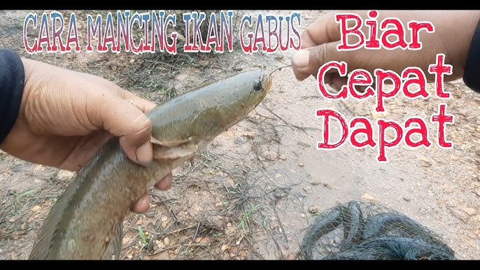 Cách Câu Cá Tràu