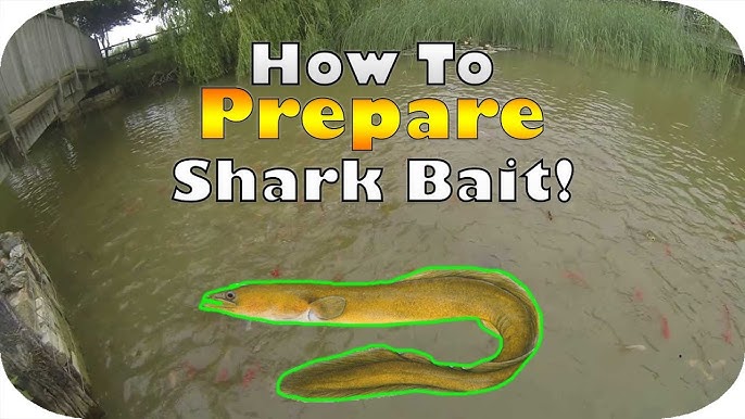 Cách Chế Biến Cá Nhám