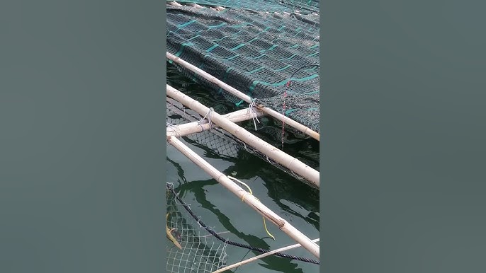 Cách Câu Cá Tráp