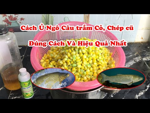 Cách Ủ Ngô Câu Cá