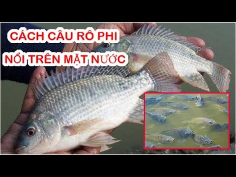Cách Câu Cá Rô Phi Nổi Trên Mặt Nước