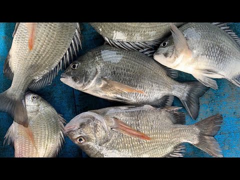 Câu Cá Dìa Ban Đêm