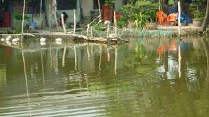 Hồ Câu Cá Bà Tám